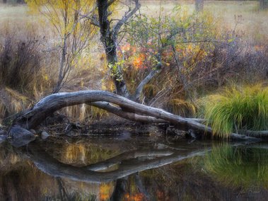 Fall Colors, Yosemite National Park