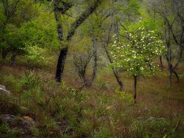 Springtime at Langford Ranch outside Comfort, TX