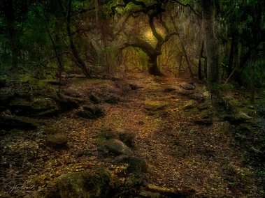 Spooky Sunset, Honey Creek Preserve, Guadalupe River State Park