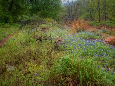 Springtime Bluebonnets at Enchanted Rock Natural Area