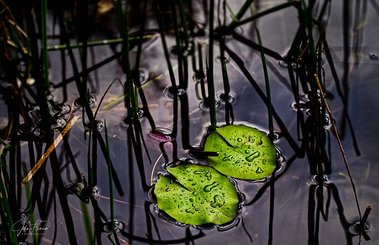 Lilly Pond at Visitor Center, Cibolo Nature Center, Boerne, TX