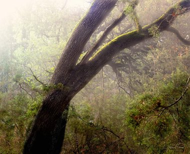 Foggy sunrise rise, Spring Creek, Cordillera Ranch, Boerne, TX