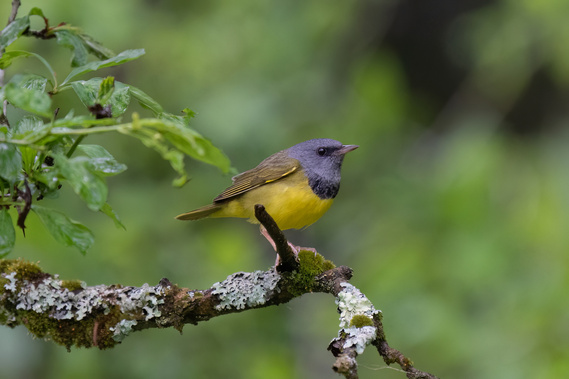 My Best Mourning Warbler Photo