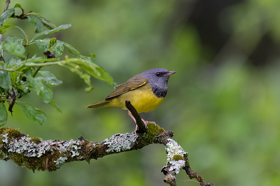My Best Mourning Warbler Photo