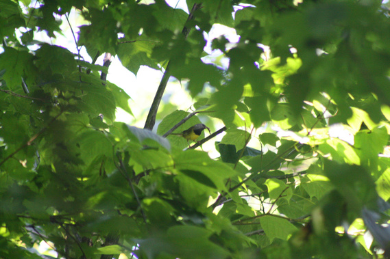 My First Mourning Warbler Photo in 2011