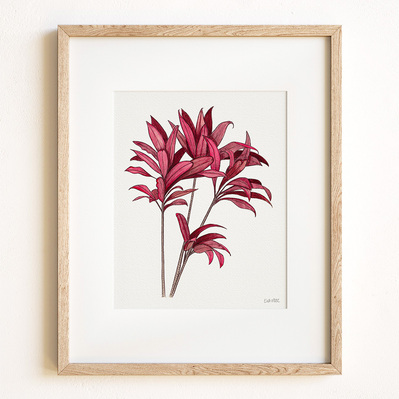 Ink and watercolor illustration of a red ti plant, displayed in a natural wood frame