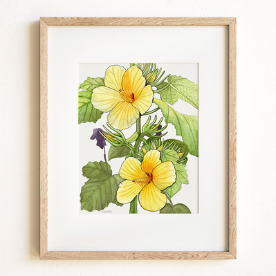 Ink and watercolor illustration of a yellow hibiscus flower, displayed in a natural wood frame