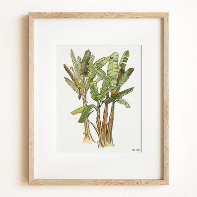 Ink and watercolor illustration of a banana tree, displayed in a natural wood frame