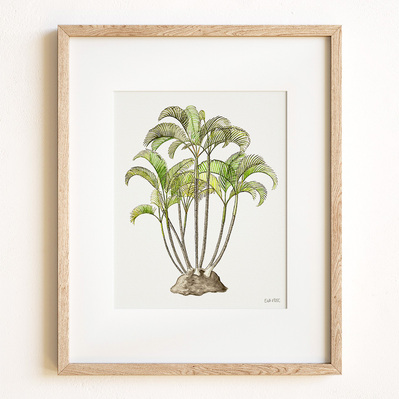Ink and watercolor illustration of an areca palm, displayed in a natural wood frame