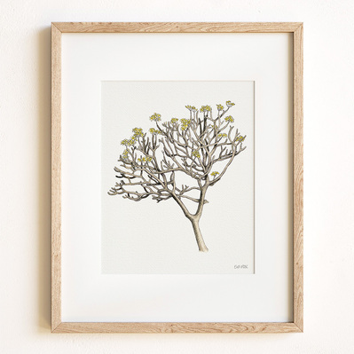 Ink and watercolor illustration of a plumeria tree, displayed in a natural wood frame