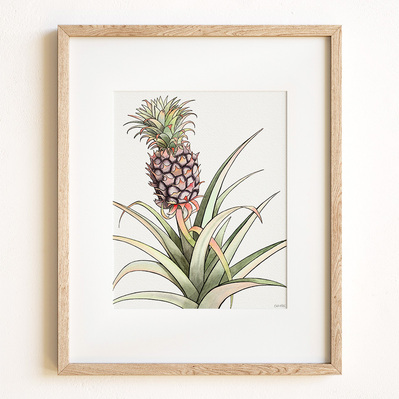 Ink and watercolor illustration of growing pineapple, displayed in a natural wood frame