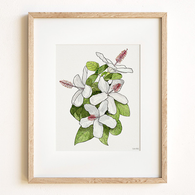 Ink and watercolor illustration of a white hibiscus flower, displayed in a natural wood frame