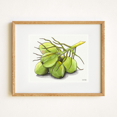 Ink and watercolor illustration of a green coconut bunch, displayed in a natural wood frame