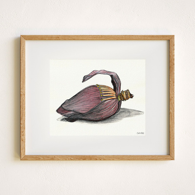 Ink and watercolor illustration of a banana flower, displayed in a natural wood frame