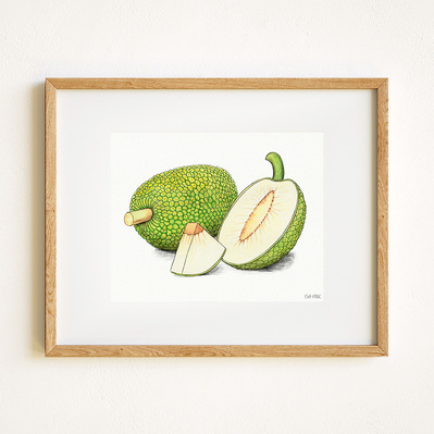 Ink and watercolor Illustration of a breadfruit, displayed in a natural wood frame