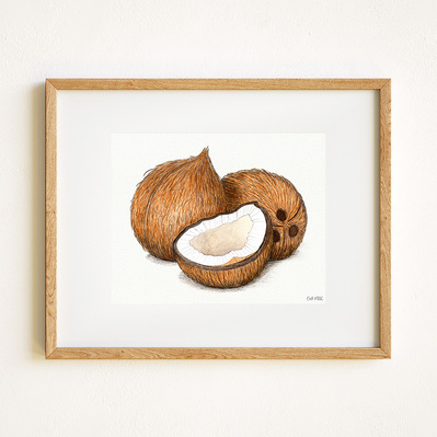 Ink and watercolor illustration of a coconut, displayed in a natural wood frame