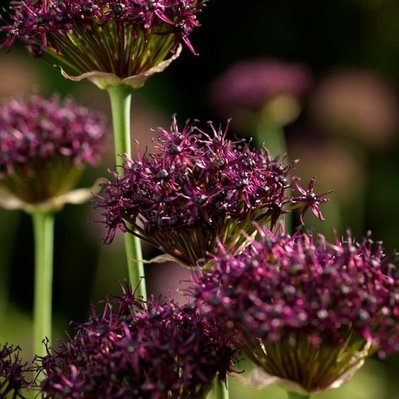 Beplantingsexpert Sjors de Kroon