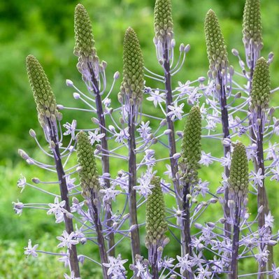 Tuinarchitect biodiversiteit
