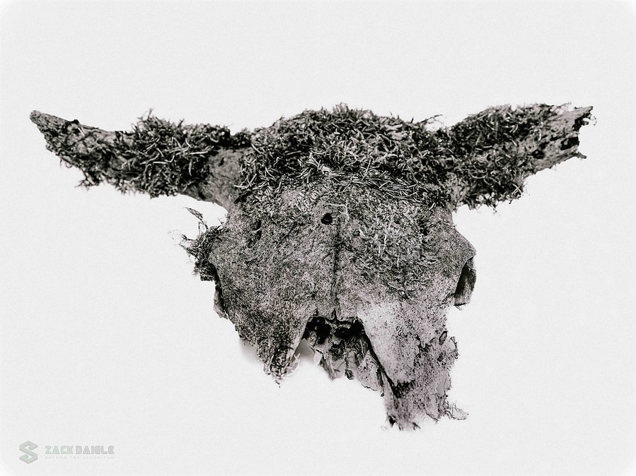 Cow Skull