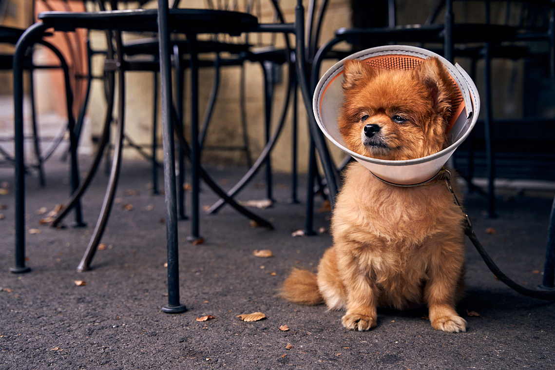 A dog with an Elizabethan protective collar, outside a cafe in Aix-en-Provence, France