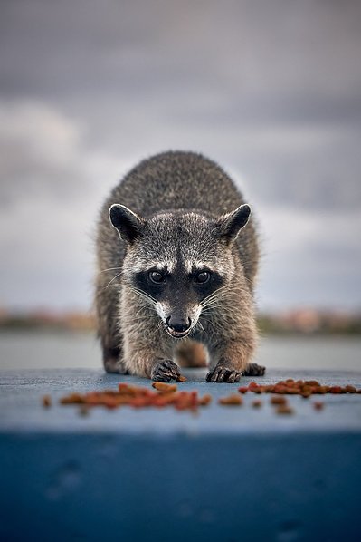 Panama city raccoon, panama
