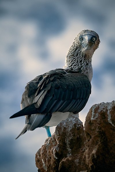 Blue Footed Booby in Ecuador. Galapagos. 