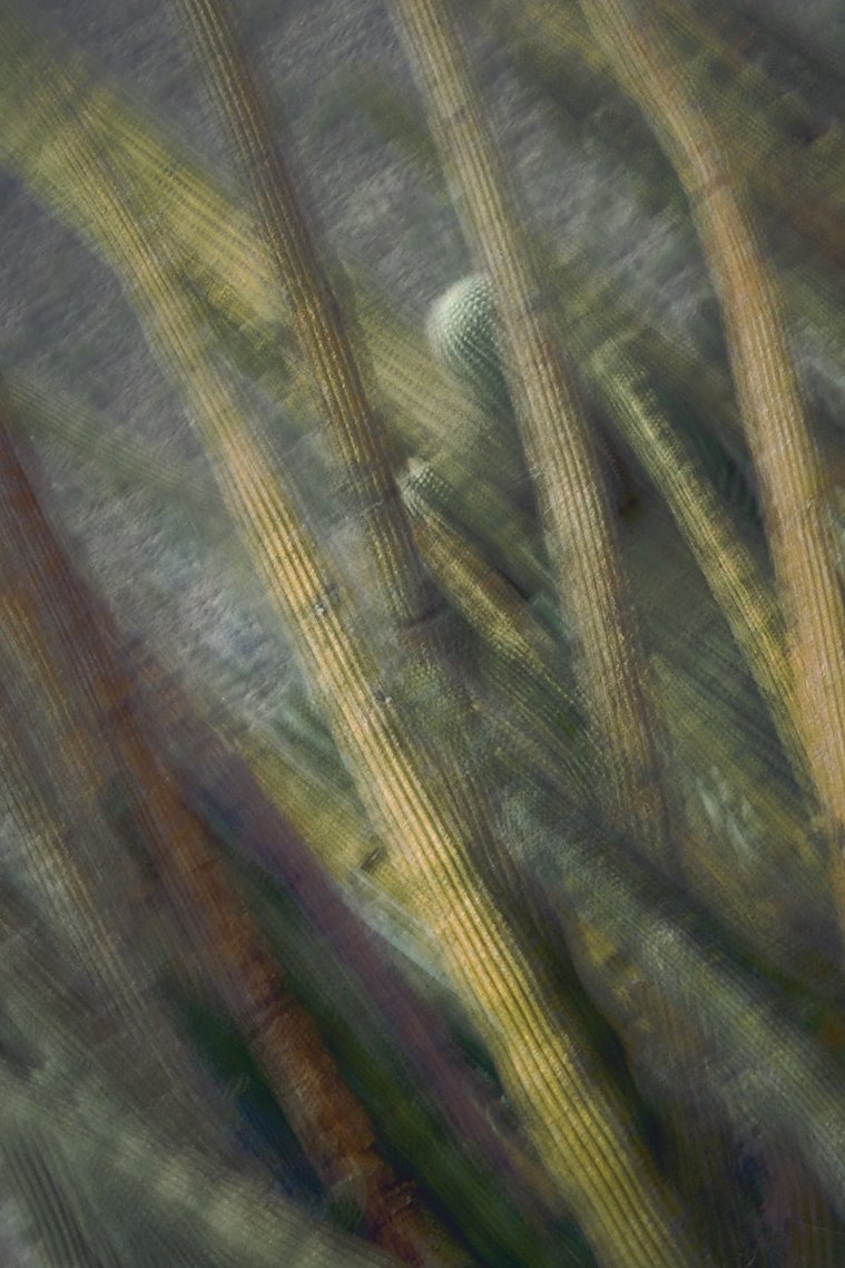 Intentional Camera Movement of an Organ Pipe Cactus at Organ Pipe National Monument in Arizona