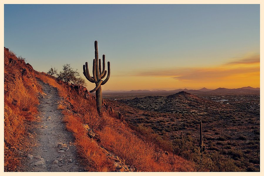Saguara cacus in Arizona, near Phoenix