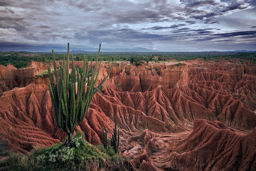 Colombia's Tatacoa desert with a large cactus. The Red desert in colombia
