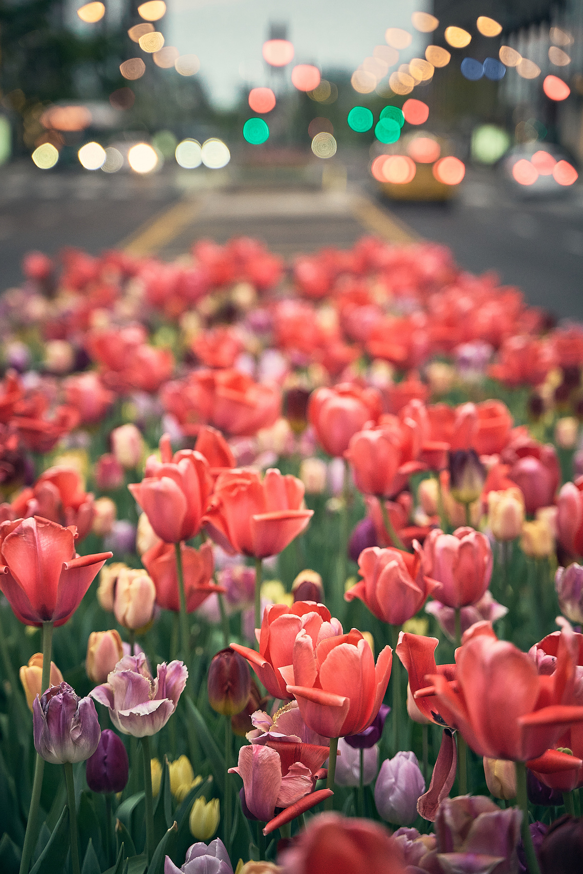 Spring tulips on Michigan Avenue in Chicago, IL