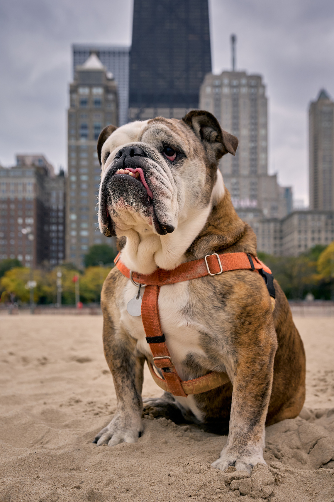 Margaret the bulldog on Oak Street beach in Chicago