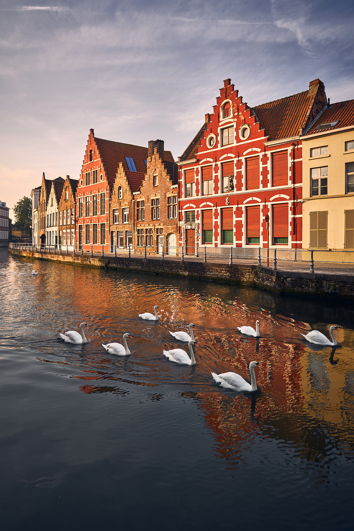 Swans swimming in the river in Bruges, Belgium. Awesome architecture in Belgium 
