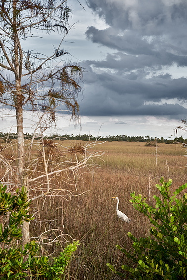 An Egret in the Everglades National Park, Florida
