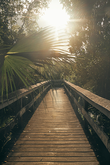 The short boardwalk in the Eco Pond Trail in the Everglades