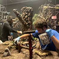 Forest set from Oliver Levine animation