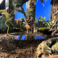 Forest set from Oliver Levine animation
