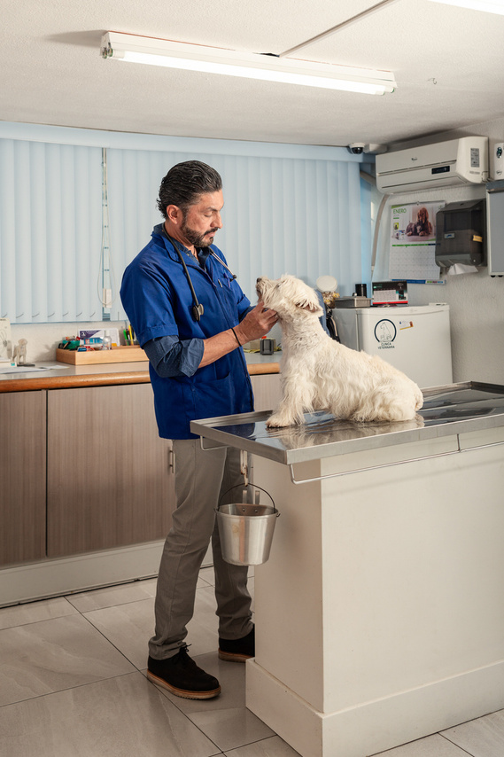 Consultorio veterinario y el doctor veterinario explorando al paciente, perro de talla pequeña 