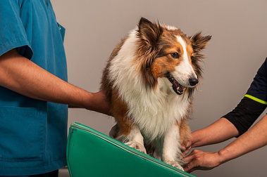 Perro de talla mediana en rehabilitación sobre una rampa de hule trabajando en las patas mientras hace balance ayudado por el asistente veterinario.