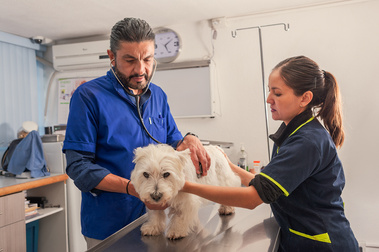 El médico veterinario principal y su asistente exploran al perro de talla pequeña en el consultorio