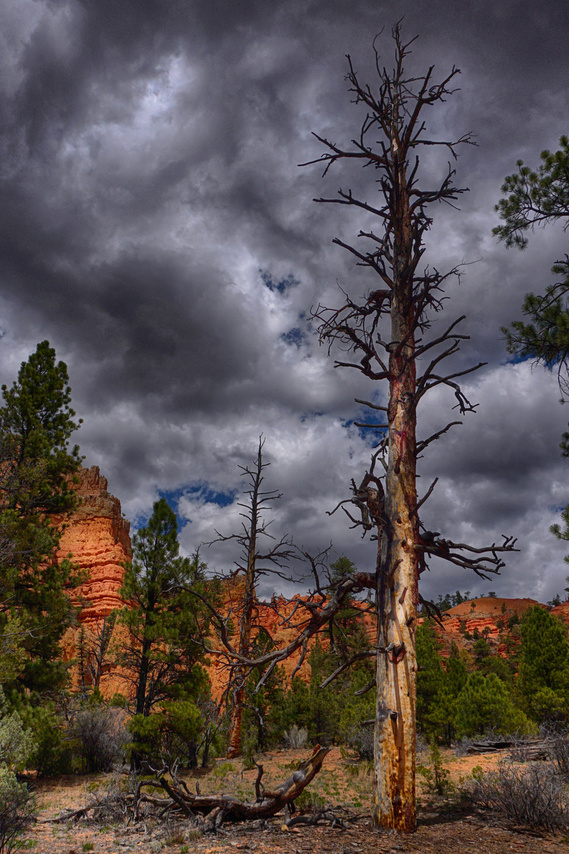Fire Damaged Tree near Bryce Canyon