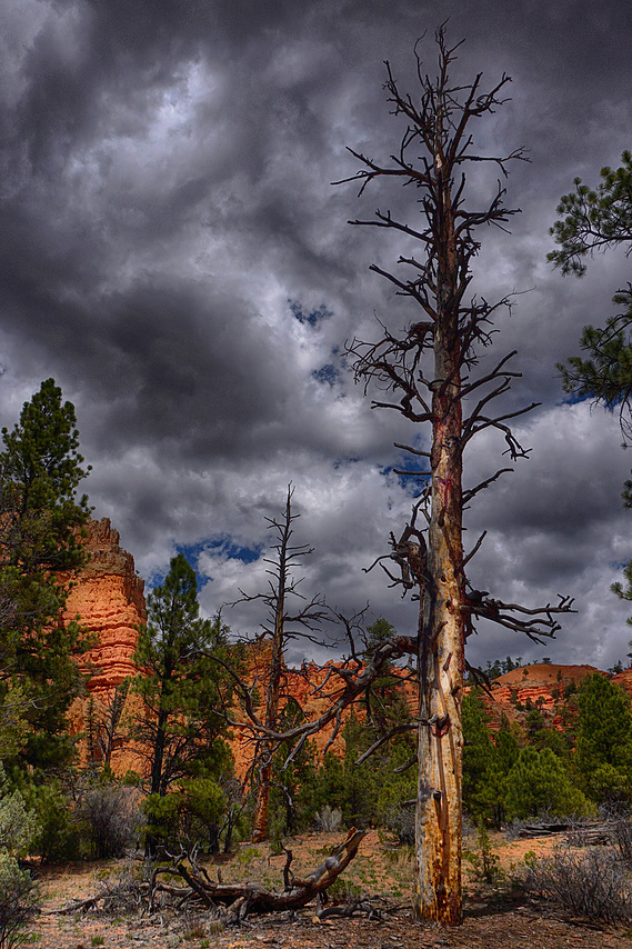 Fire Damaged Tree near Bryce Canyon