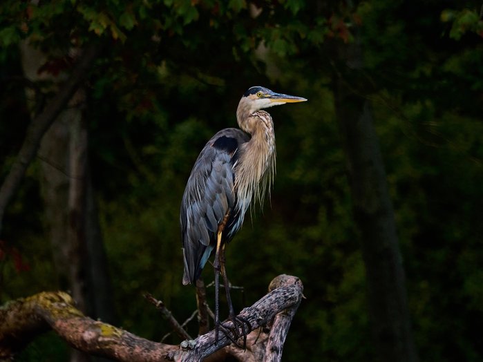 A blue heron stands observing the lake, Stissing Lake, New York.