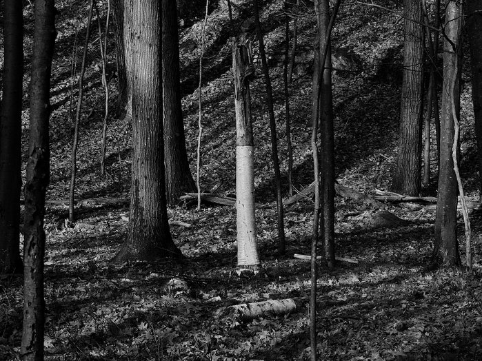 A birch tree stands in a forest with a distinctive pattern of peeling bark.
