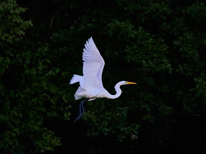 A white heron in flight at Stissing Lake, New York.