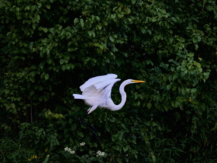 A white heron in flight at Stissing Lake, New York.