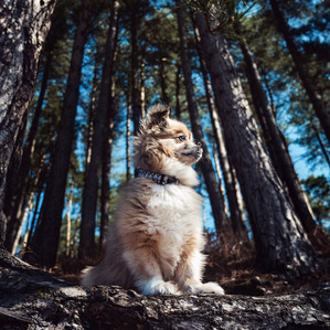 Dog portrait on Cannock Chase Stafford