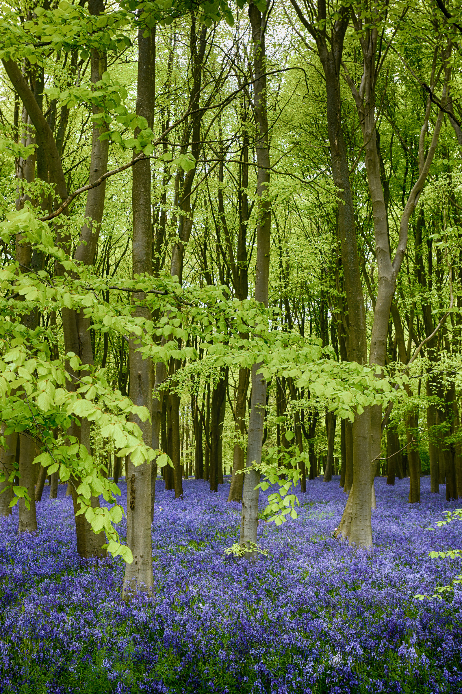 Bluebells in bloom, Badbury Hill, Little Coxwell, Oxfordshire.