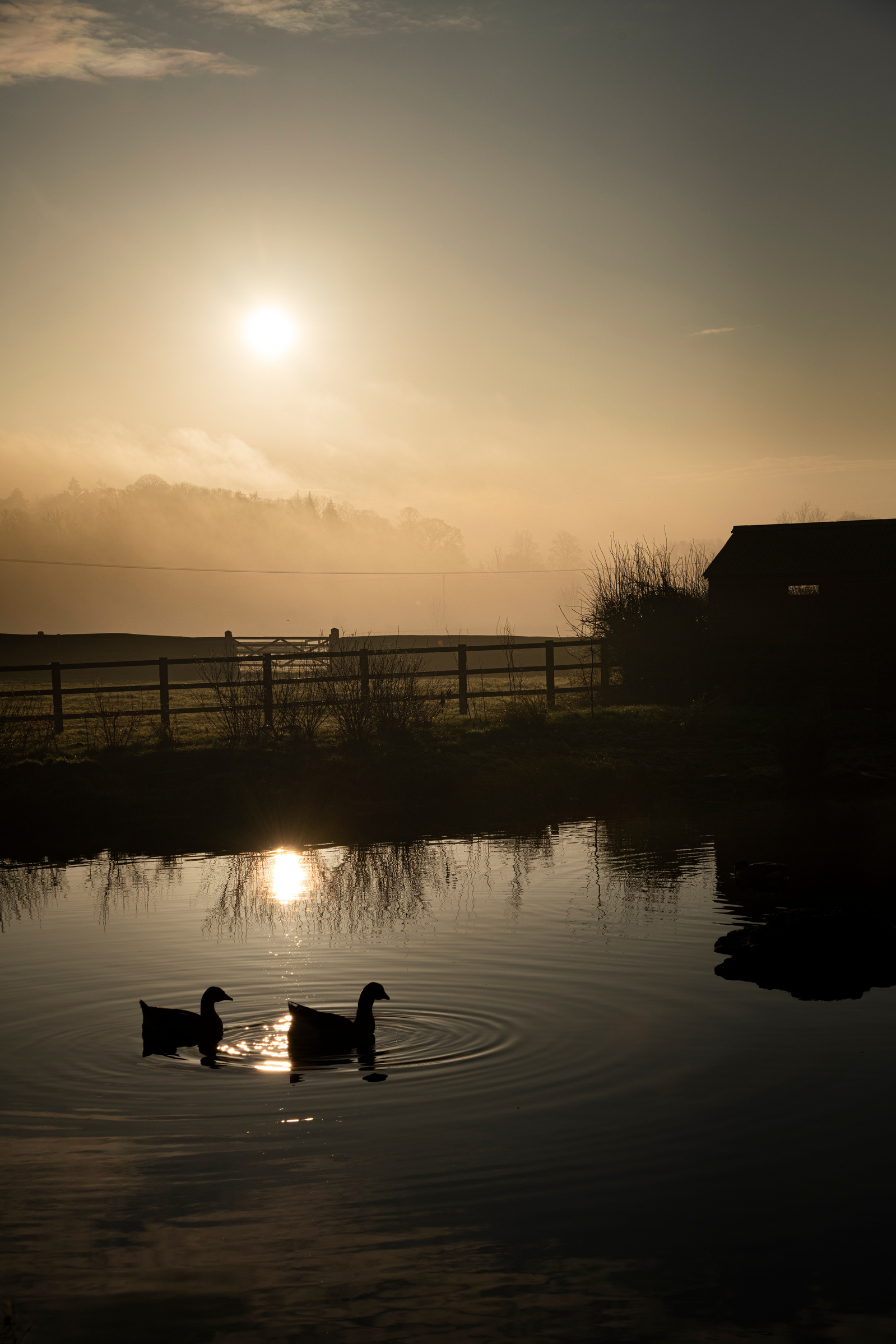Ducks in the sunrise mist, Little Coxwell, Oxfordshire.
