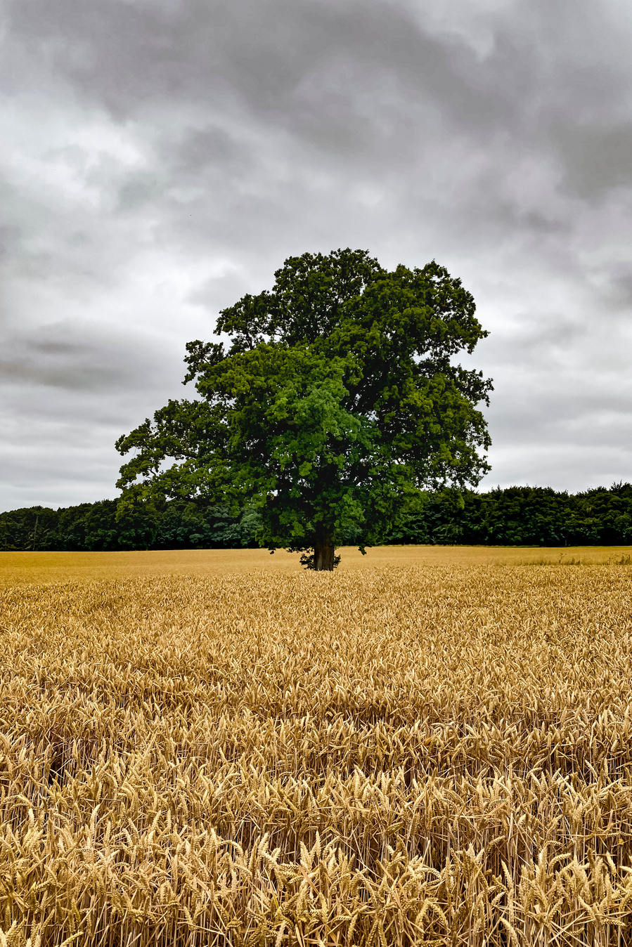 Oak tree in the fields of golden barley near Coleshill, Oxfordshire