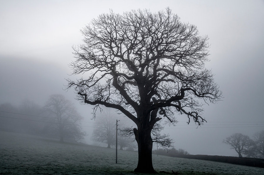 Ancient oak tree on Ringdale Manorl, Little Coxwell, Oxfordshire.